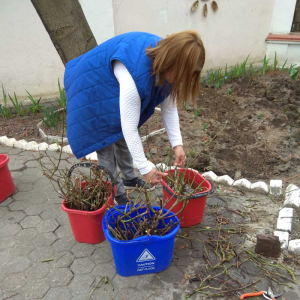 Sezonul plantării trandafirilor la școlile și grădinițele din sectorul Centru